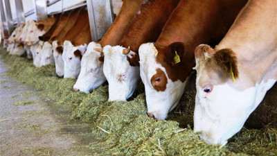 Et ve Süt Kurumu'ndan et arzına 1 aylık müdahale