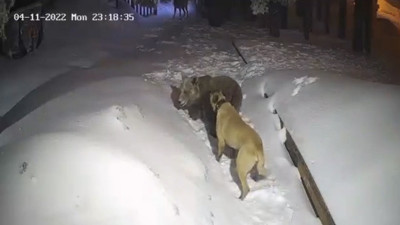 Yavru ayı iki kangalı böyle pişman etti. Köpeklerden biri yanına bile yaklaşamadı