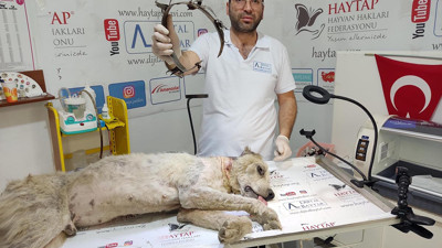 Vicdanınız kurusun. Köpeğe demir tasma ile işkence. Yürek burkan görüntü