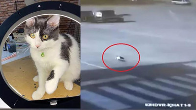 Havalimanında kaybolan kedi 'Aslan'dan sevindiren haber