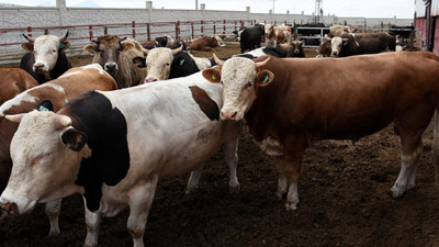 Büyükbaş ve küçükbaş hayvan fiyatları uçtu gitti! Bu Kurban Bayramı'nda 60 kişi bir danaya ortak olmaya hazır olsun