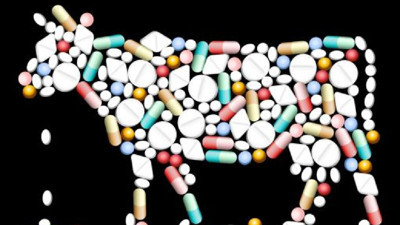 Açık süt alırken dikkat! İneklere verilen ilaçlar yüzünden sağlığınızdan olabilirsiniz