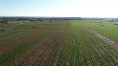 Edirne İpsala’da icradan satılık tarla (Çoklu satış)