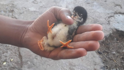 Adıyaman'da yeni doğan civciv görenleri şaşkına çevirdi: 4 ayağı var