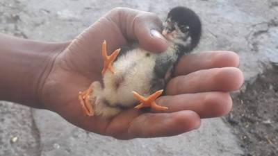 Dört ayaklı civciv görenleri şaşırttı