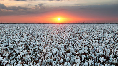 Dünya piyasalarında pamuk fiyatları zirveye oturdu