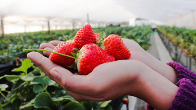 Kilo verdiren yağ yakıcı 8 meyve