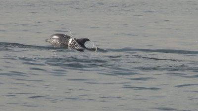 İstanbul'da yunus balıkları görsel şölen oluşturdu