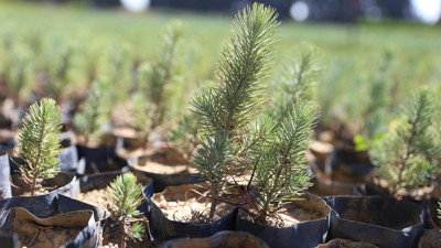 Yanan orman alanlarına 2 milyon fidan