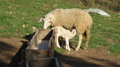 Jandarma çalınan koyunları kuzularıyla buluşturdu