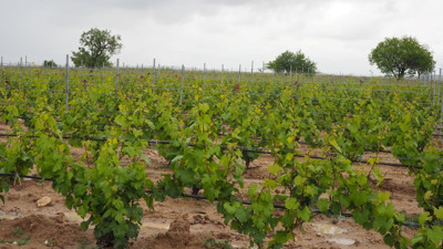 Nevşehir Avanos’ta icradan satılık bağ