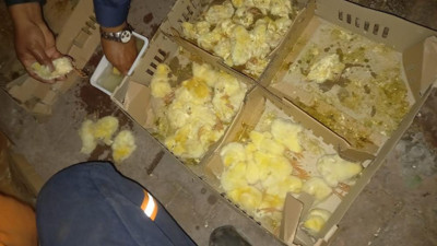 Çöpe atılan civcivleri mahalleli sahiplendi