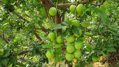 Sezonu 600 liradan açmıştı: Eriğin kilosu 90 TL'ye düştü