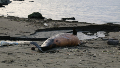 Bilim insanlarının söylemekten korktuğu gerçek! Şubat ayından beri 90'a yakını öldü...