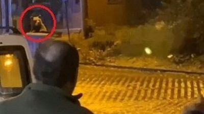 Uludağ'ı ayılar bastı. Tatilciler şok yaşadı