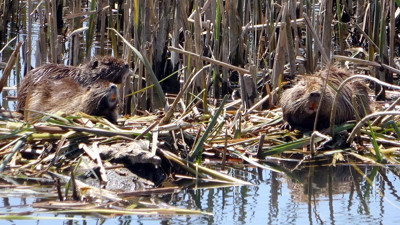 Sayıları giderek artıyor! Edirne’de 3 nilüfer türünü yok ettiler…