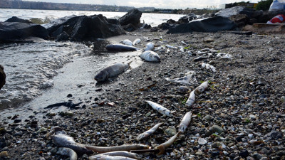 'Can çekişen' Küçükçekmece Gölü için 'bakterili kurtarma projesi'