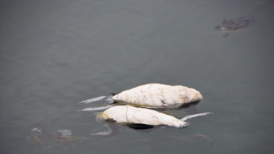 Sahile ölmüş kuşlar vurdu