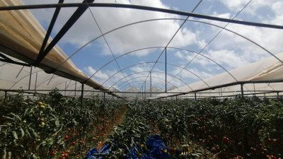 Hortum inekleri havaya kaldırdı