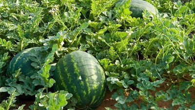 Adana’da karpuz hasadı gecikecek zirai dondan etkilenen üretici ikinci kez fide ekti