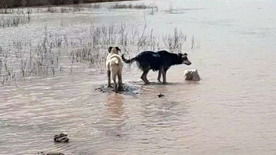 Ölen yavrularını arayan köpekler görenleri duygulandırdı
