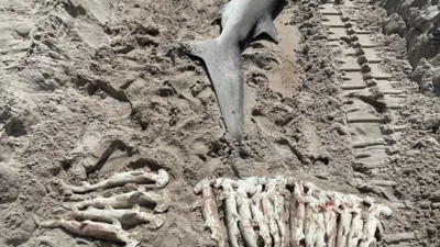 Tam 500 kilo ağırlığında köpek balığı karaya vurdu. Karnından çıkanlar görenleri şaşırttı!