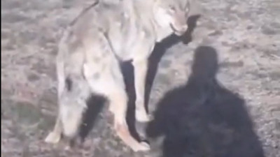 Koyunları otlatırken göz göze geldi. Eline sopayı alan çoban var gücüyle vurdu