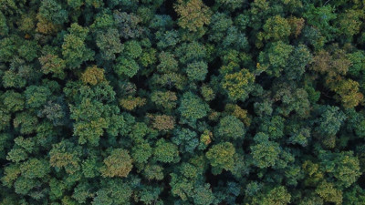 Tarım ve Orman Bakanı açıkladı: Yasaklandı!