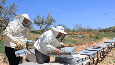 Arıcıların coğrafi işaret alan 'zahter balı' mesaisi