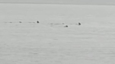 Türkiye'nin sahilinde köpekbalıkları görüntülendi