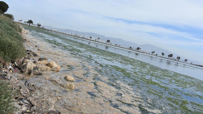 Çakalburnu Lagünü'nde yeşil kabus! Bu yıl da ortaya çıktı…