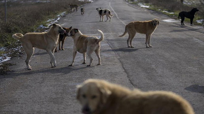 Türkiye'de ne kadar sokak hayvanı var? Bakan sayıyı açıkladı