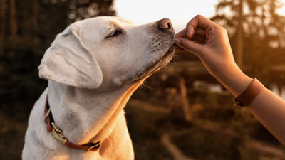 Köpekler aslında konuşuyor. Hangi hareketleri ne anlama gelir