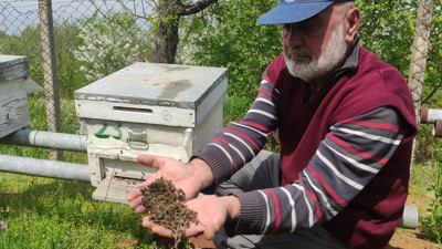 Bursa'da arı faciası. Yüzlerce kovan arı telef oldu. Üretici kara kara düşünüyor
