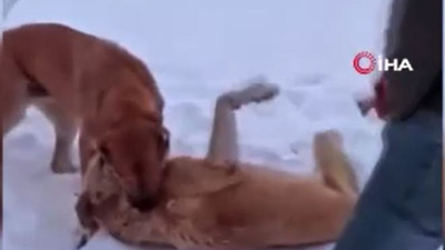 Çoban köpekleri ölümüne dövüştürüldü