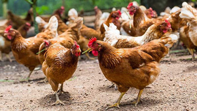 Resmi Gazete'de yayımlandı GDO'lu et yenilecek. Nişasta bazlı şekerden (NBŞ) sonra bunu da izin çıktı