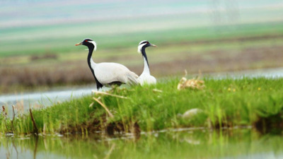 Nesli tehlike altındaki telli turna çifti, aynı yerde yuvalandı