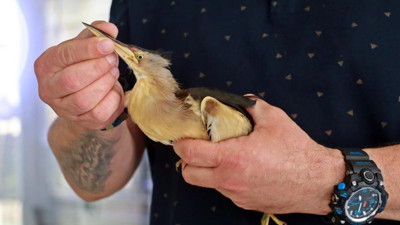 Bahçeye çıkınca göz göze geldi. Hemen kafese koydu