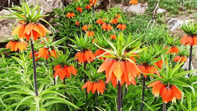 Ters lale çiçeğini görmek için tırmanıyorlar. Hemen solduğu için görene uğur getirdiğine inanılıyor. Ağlayan lale de deniyor