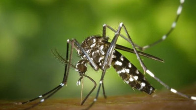 Asya kaplan sivrisineğine dikkat! Uzmanı açıkladı