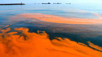 Marmara’da alg alarmı. Müsilajdan sonra şimdi de bu çıktı