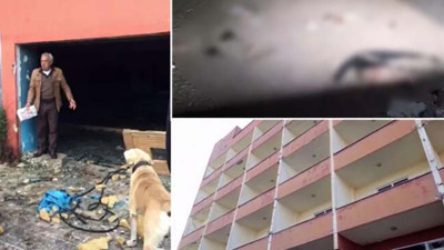 Şile'de eski otelin havuzu sokak hayvanlarına ölüm tuzağı oldu