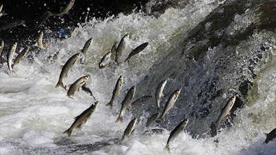 Van Gölü'nde martıların balık nöbeti. İnci Kefalinin göçü yaklaştı Martılar da Van Gölünü mesken tuttu