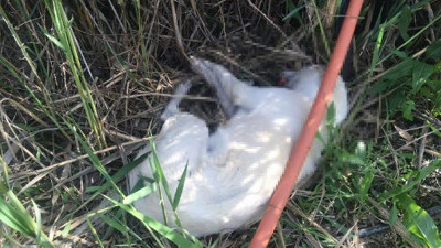 Dikili'de 5 köpeği zehirli sosisle öldürdüler