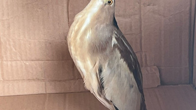 Nesli tükenmek üzere olan balaban kuşu Silivri’de bulundu