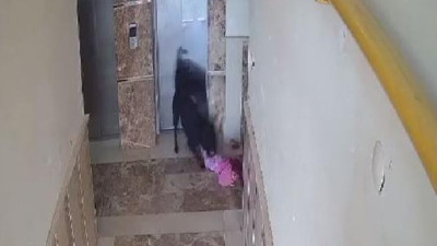 5 yaşındaki çocuğa apartmanda oynarken köpek saldırdı! Küçük kız kanlar içinde kaldı. Bu terörü artık durdun