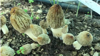 Kilosu 350 lira: Toplamaya başladılar