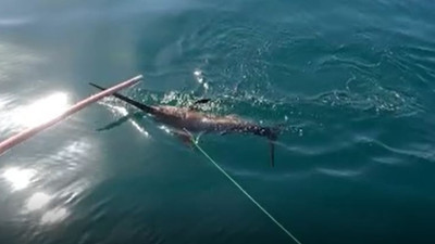 Kılıç balığı avı saniye saniye kamerada