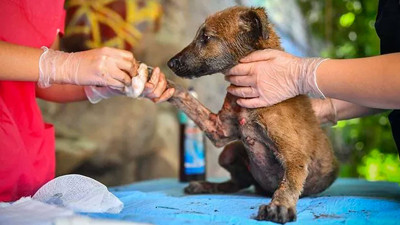 'Yardım edeceğiz' dedikleri yaralı köpeği çöplüğe attılar