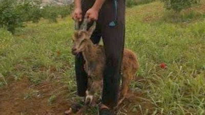 Dağ keçisi ayağını kırdı